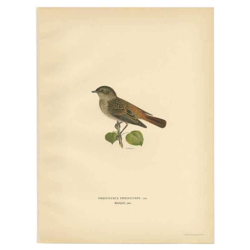 Antique Bird Print of the Common Redstart by Von Wright, 1927 For Sale