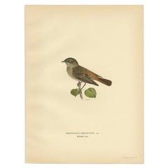 Antique Bird Print of the Common Redstart by Von Wright, 1927