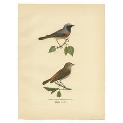 Antique Bird Print of the Common Redstart by Von Wright, 1927