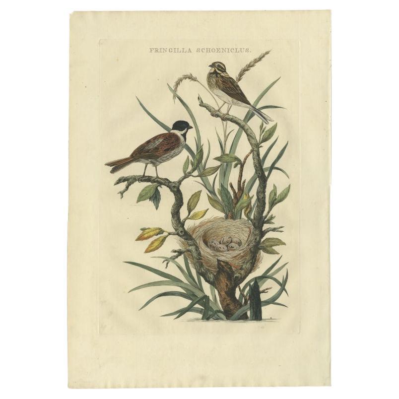 Antique Bird Print of the Common Reed Bunting by Sepp & Nozeman, 1770 For Sale