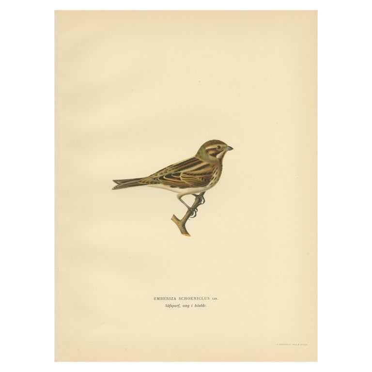 Antiker antiker Vogeldruck der Common Reed Bunting von Von Wright, 1927