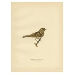 Impression ancienne d'oiseau de la cueillette de roseaux communs par Von Wright, 1927