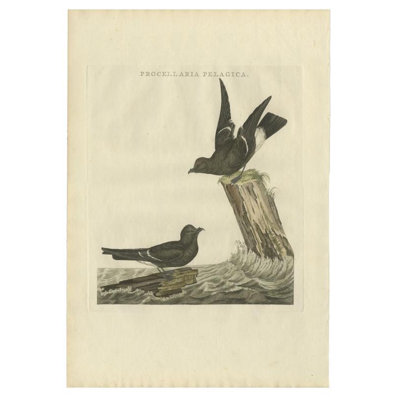 Antique Bird Print of the European Storm-Petrel by Sepp & Nozeman, 1797 For Sale