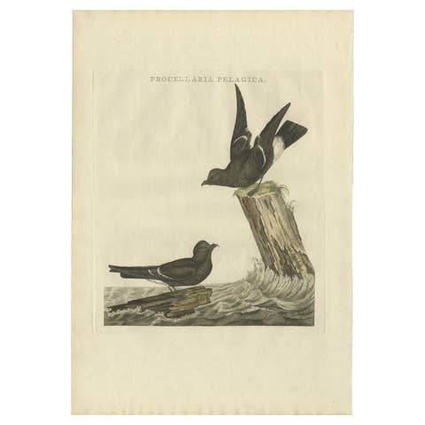 Antique Bird Print of the European Storm-Petrel by Sepp & Nozeman, 1797