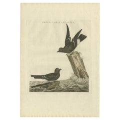 Antique Bird Print of the Common Ringed Plover by Sepp & Nozeman, 1797