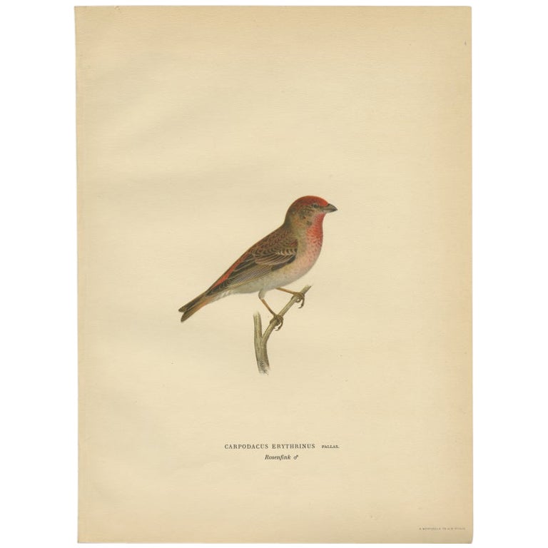 Antiker antiker Vogeldruck der Common Rosefinch von Von Wright, 1927