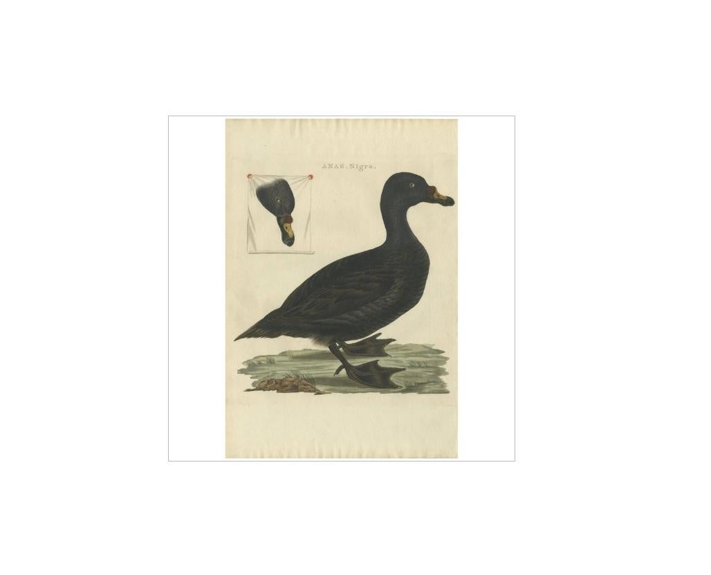 Antique print titled 'Anas, Nigra'. The common scoter (Melanitta nigra) is a large sea duck, 43–54 cm (17–21 in) in length, which breeds over the far north of Europe and Asia east to the Olenyok River. The genus name is derived from Ancient Greek