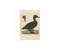 Common Scoter – Antique Bird Print ‘Anas Nigra’ by Nozeman & Sepp, 1770