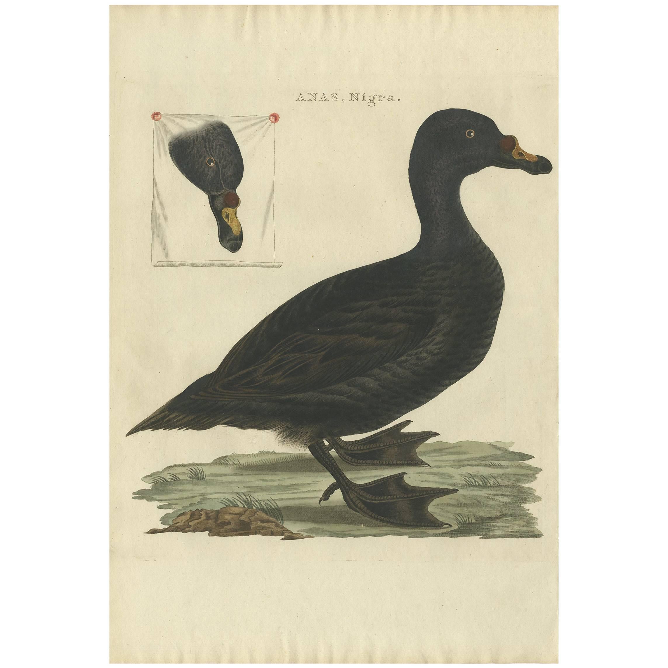 Impression ancienne d'oiseau du Scoter commun par Sepp & Nozeman, 1809