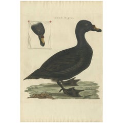 Antique Bird Print of the Common Scoter by Sepp & Nozeman, 1809
