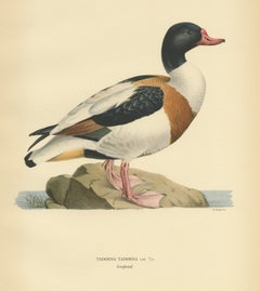 Antique Bird Print of the Common Shelduck by Von Wright '1929'