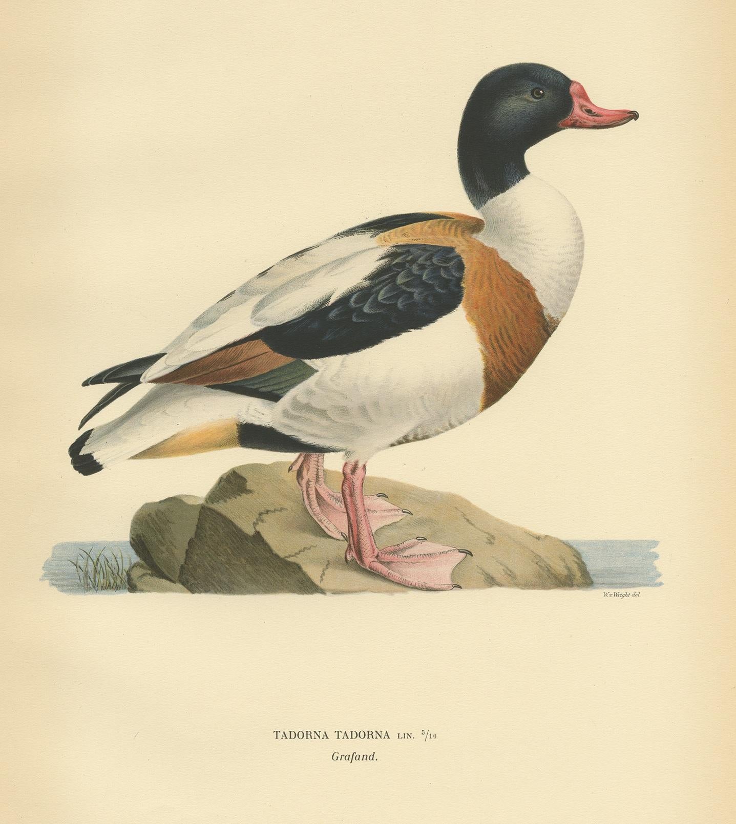 Antique Bird Print of the Common Shelduck by Von Wright '1929' In Good Condition For Sale In Langweer, NL