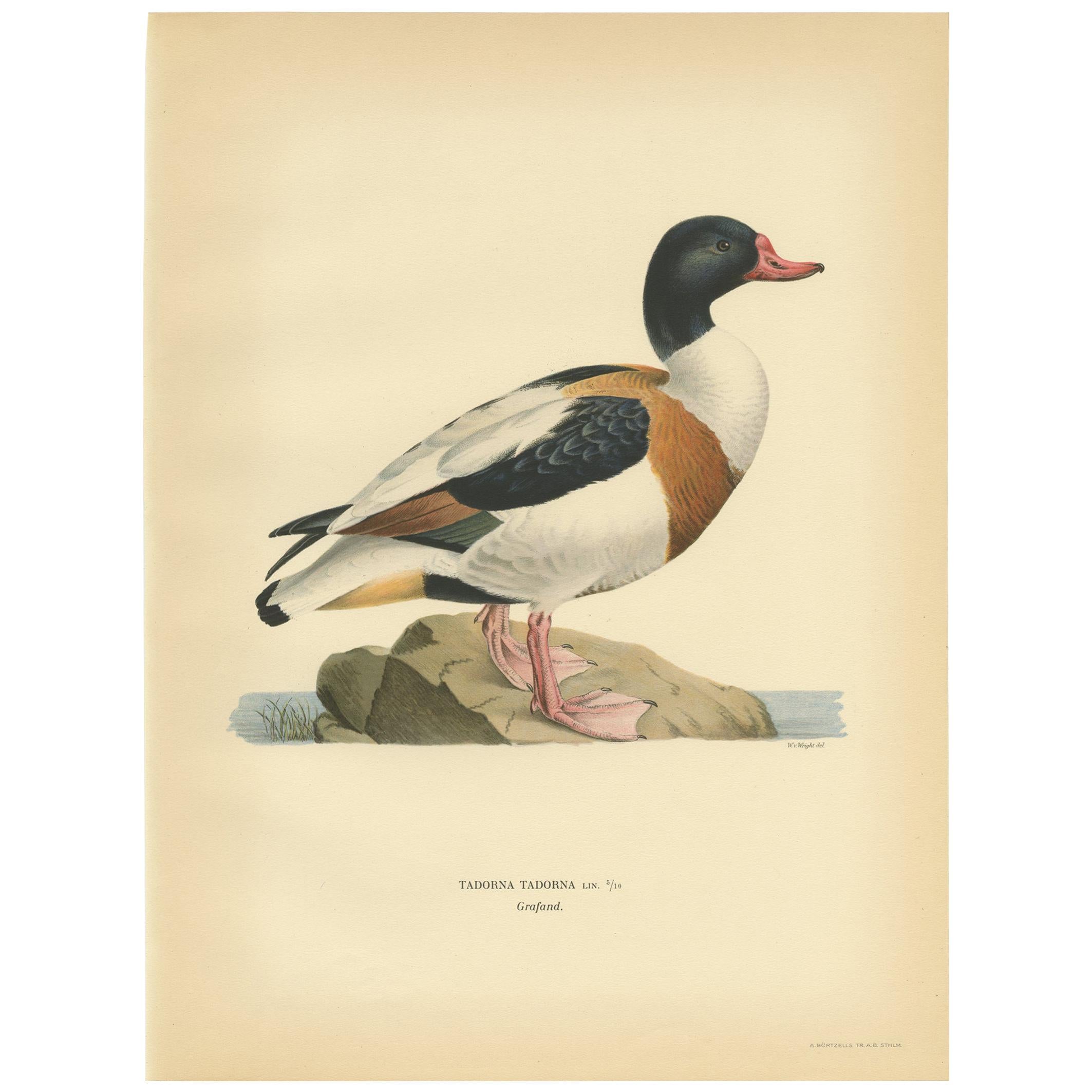 Antique Bird Print of the Common Shelduck by Von Wright '1929' For Sale