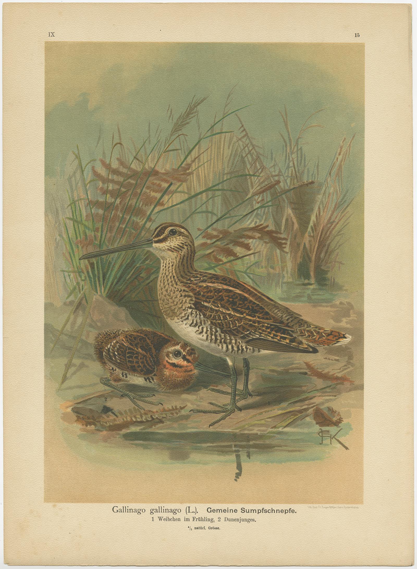 Antique bird print titled 'Gallinago Gallinago - Gemeine Sumpfschnepfe'. Chromolithograph of the Common Snipe. This print originates from J.A. Naumann's 'Naturgeschichte der Vögel Mitteleuropas', published, circa 1895.