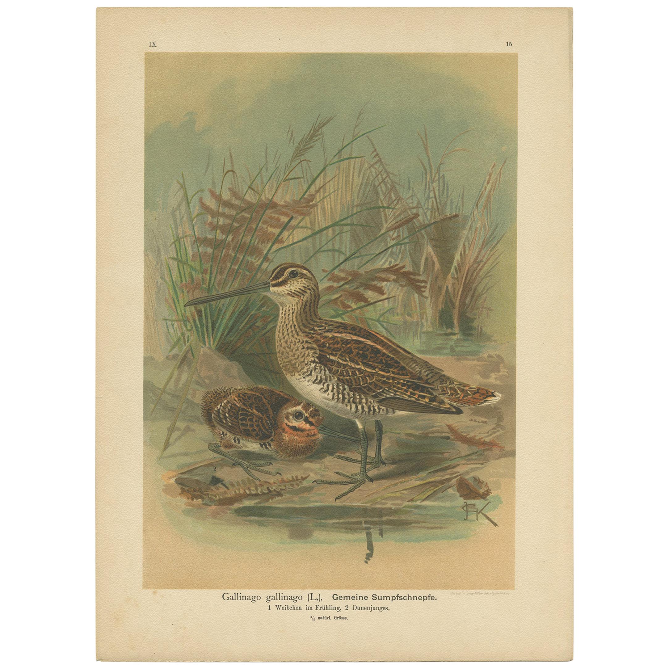 Antique Bird Print of the Common Snipe by Naumann, circa 1895