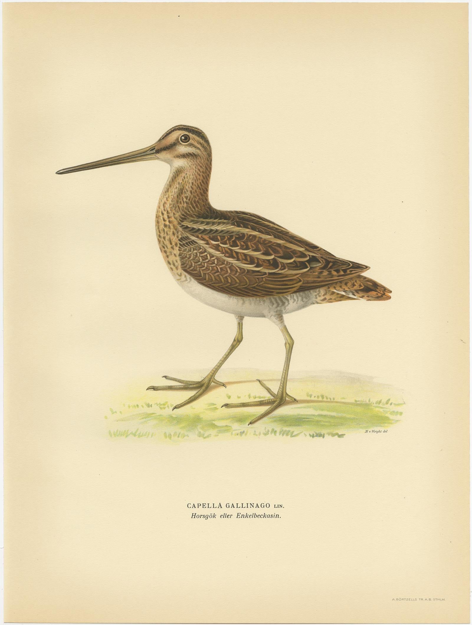 Antique Bird Print of the Common Snipe by Von Wright, 1929 In Good Condition For Sale In Langweer, NL