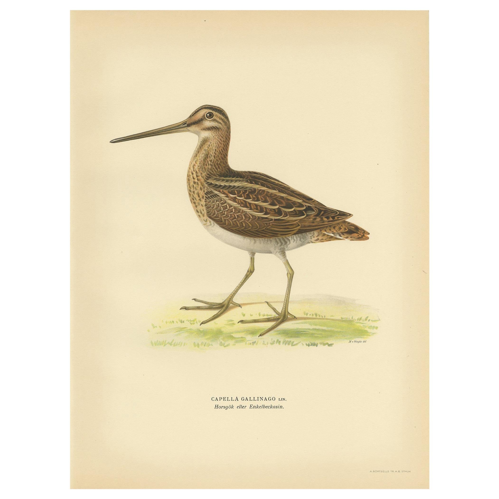 Antique Bird Print of the Common Snipe by Von Wright, 1929