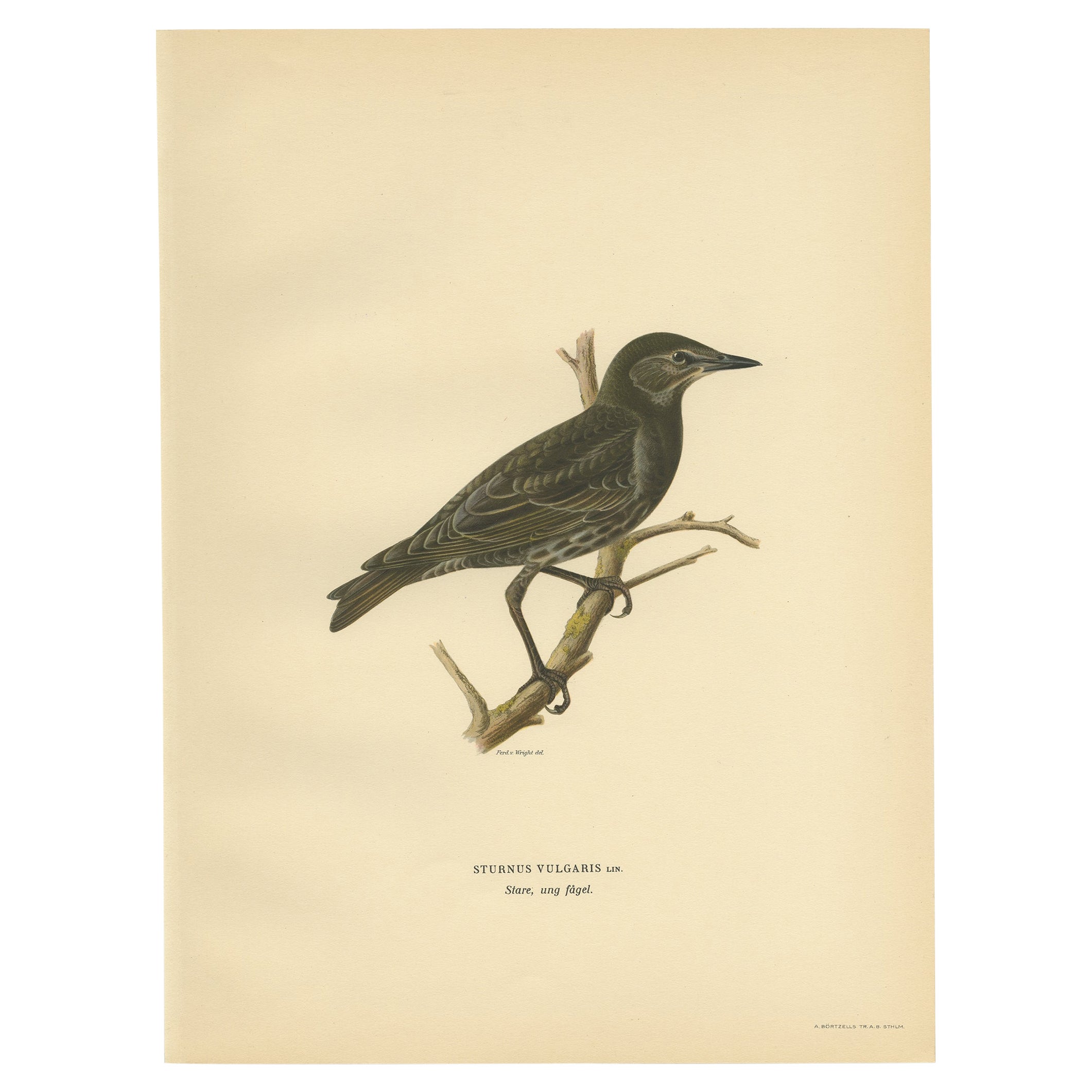 Antiker Vogeldruck des Common Starling, 1927 im Angebot