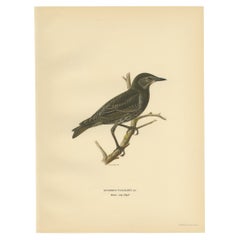 Antiker Vogeldruck des Common Starling, 1927