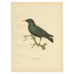 Vintage Bird Print of the Common Starling by Von Wright, 1927