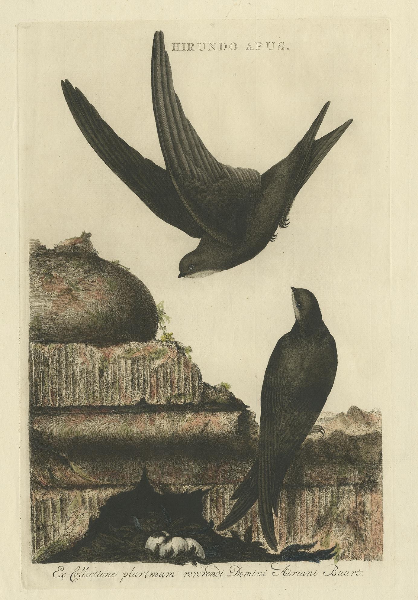 Antique print titled 'Hirundo Apus'. This print depicts the common swift with nest and eggs. (Dutch: gierzwaluw). The common swift (Apus apus) is a medium-sized bird, superficially similar to the barn swallow or house martin but somewhat larger,