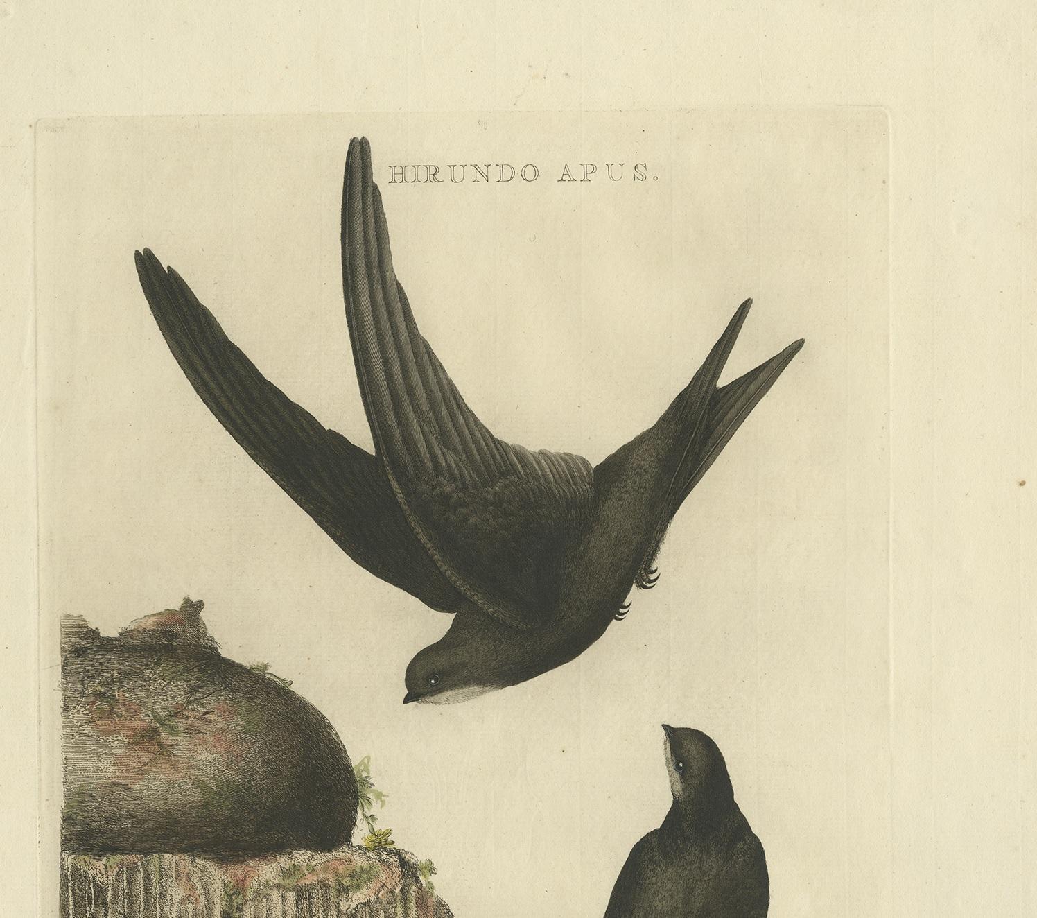 Antique Bird Print of the Common Swift by Sepp & Nozeman, 1770 In Good Condition For Sale In Langweer, NL