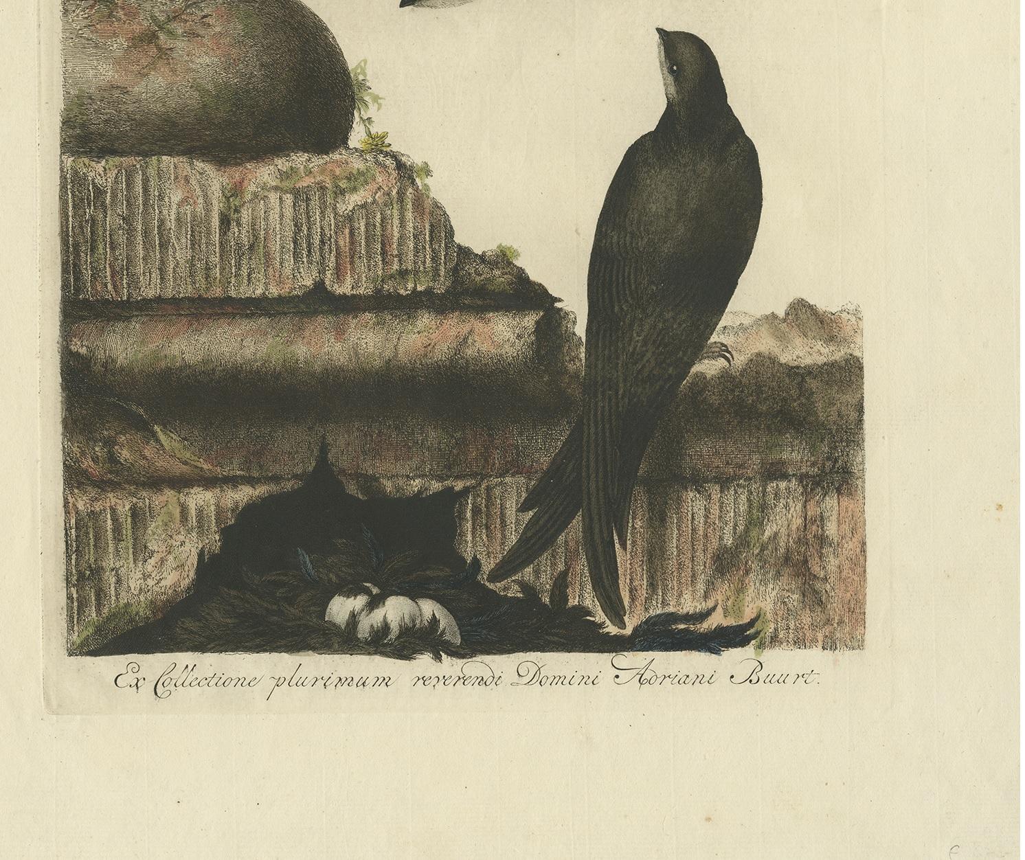 18th Century Antique Bird Print of the Common Swift by Sepp & Nozeman, 1770 For Sale