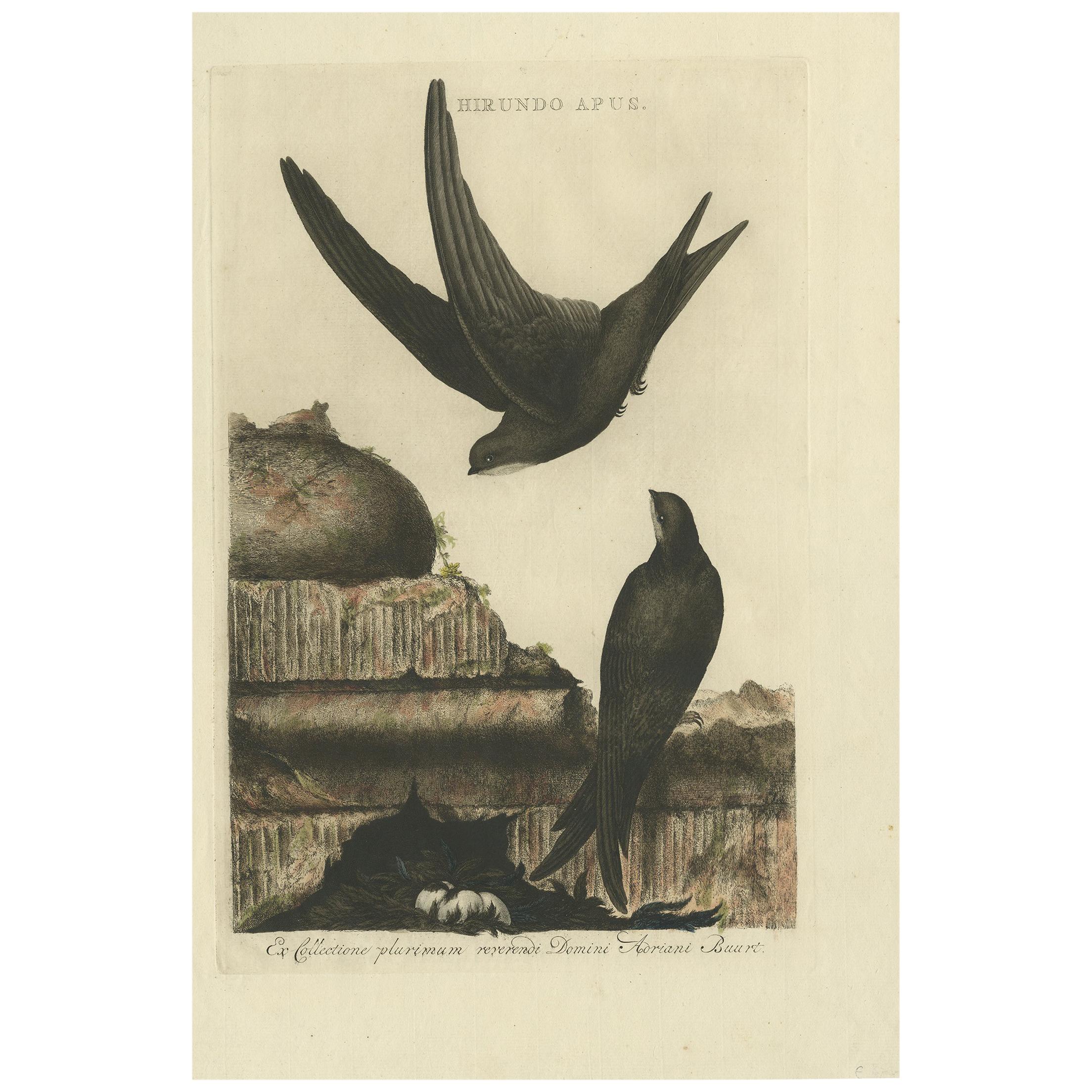 Antique Bird Print of the Common Swift by Sepp & Nozeman, 1770