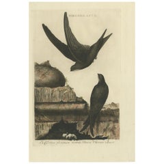 Impression ancienne d'oiseau du Swift commun par Sepp & Nozeman, 1770