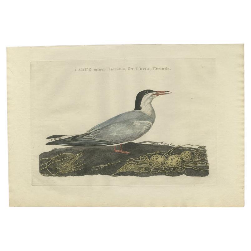 Antique Bird Print of the Common Tern by Sepp & Nozeman, 1789 For Sale