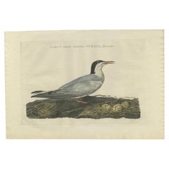 Antique Bird Print of the Common Tern by Sepp & Nozeman, 1789