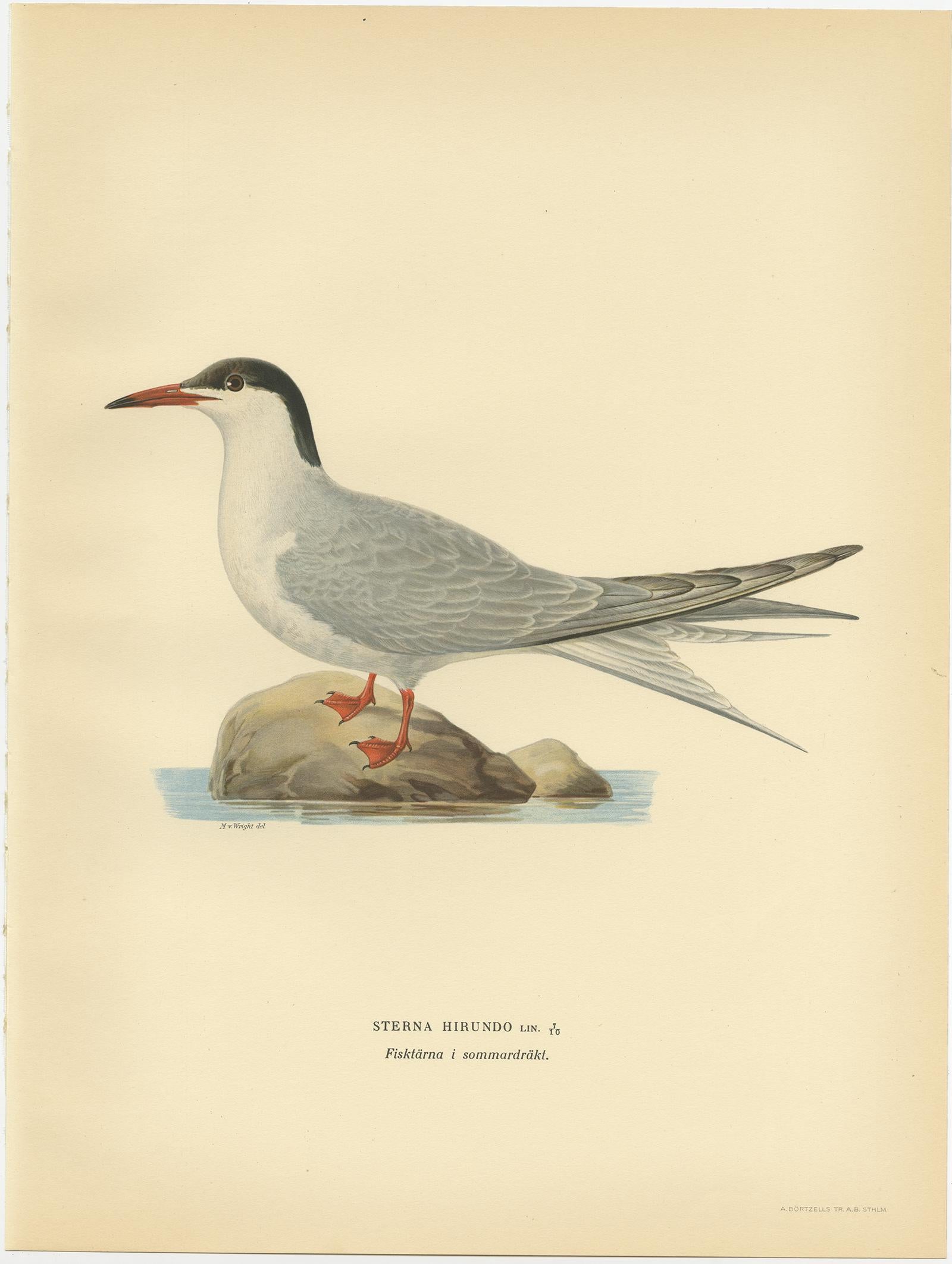 sterna minore