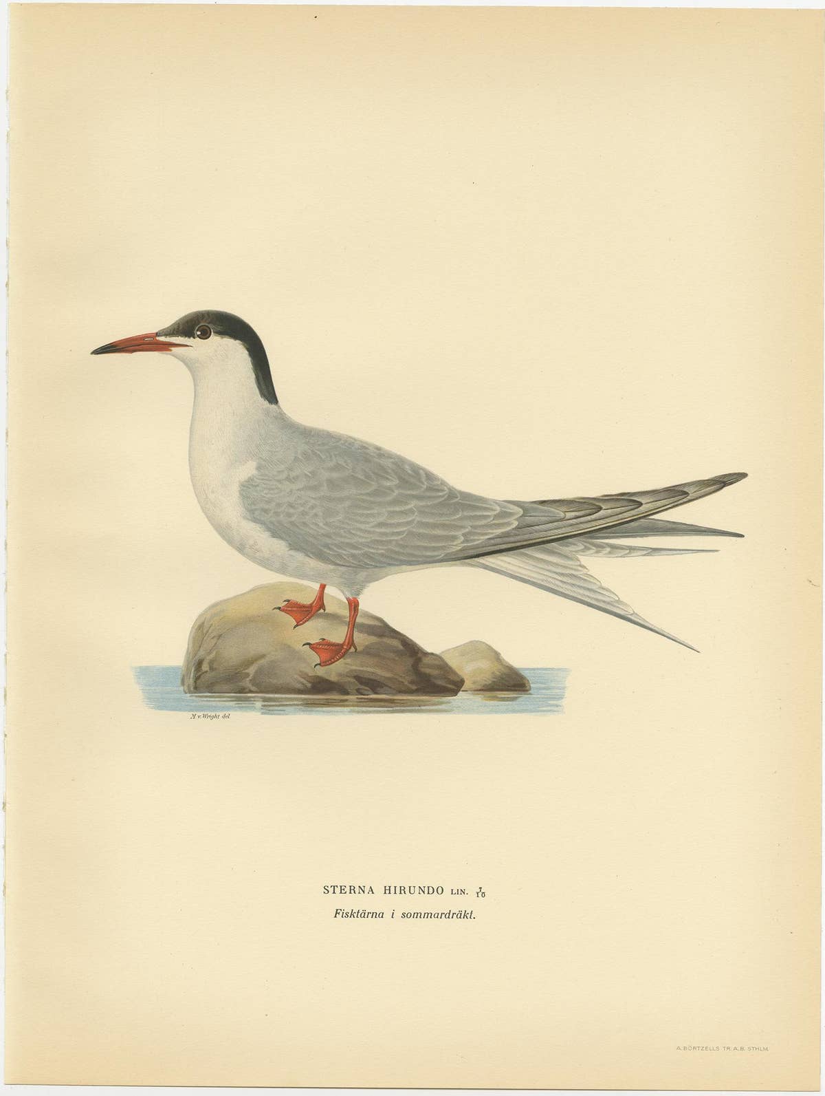 Antique Bird Print of the Common Tern 'summer' by Von Wright, 1929