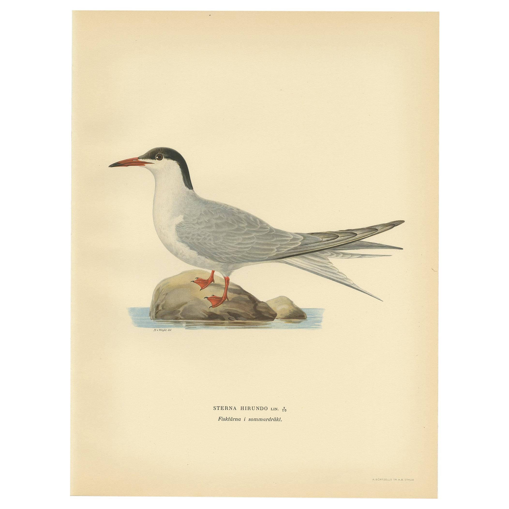 Antique Bird Print of the Common Tern 'summer' by Von Wright, 1929