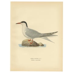 Vintage Bird Print of the Common Tern 'summer' by Von Wright, 1929