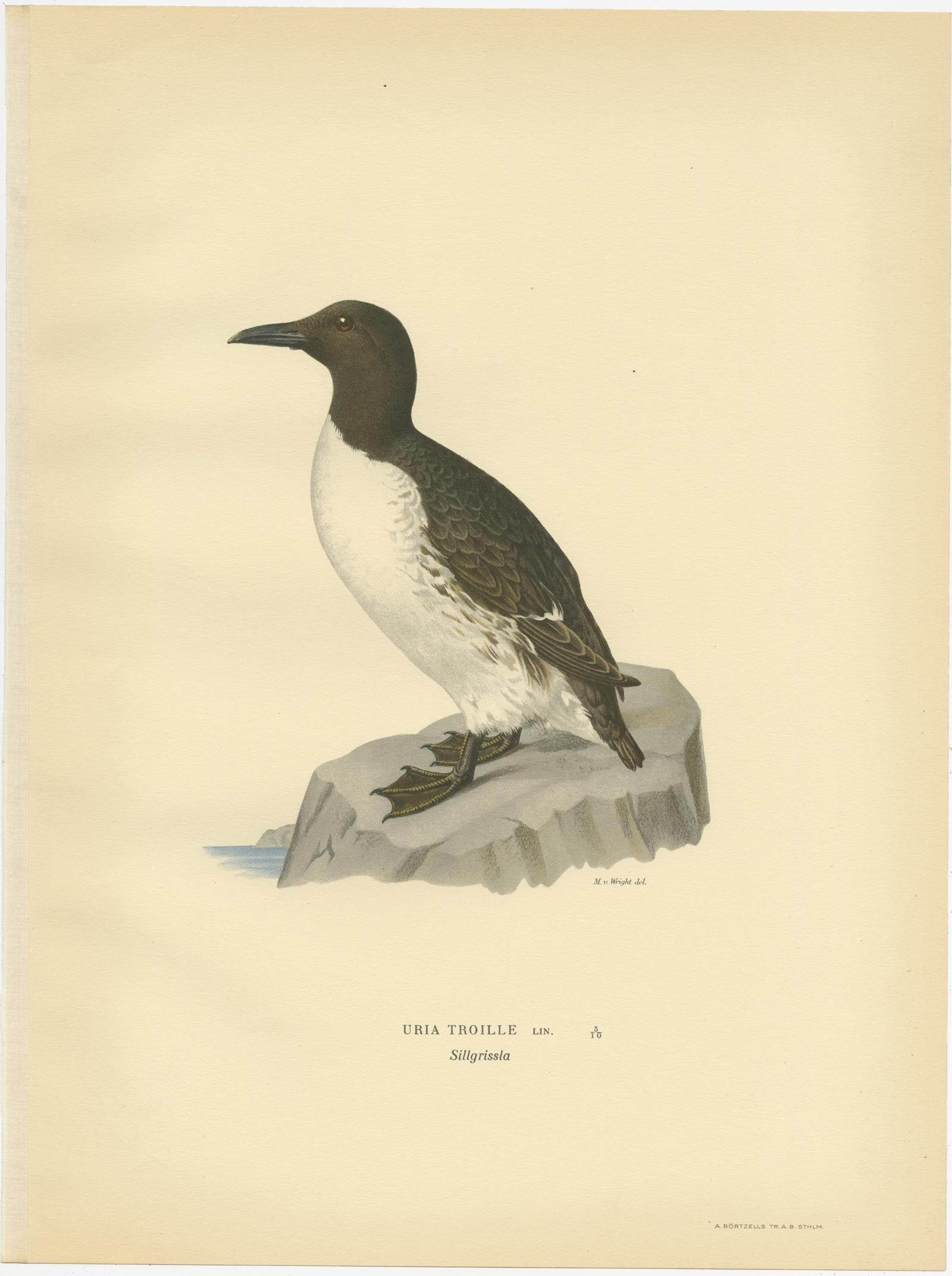 Antique bird print titled 'Uria Troille'. Old bird print depicting the common troille. This print originates from 'Svenska Foglar Efter Naturen Och Pa Stenritade' by Magnus von Wright.