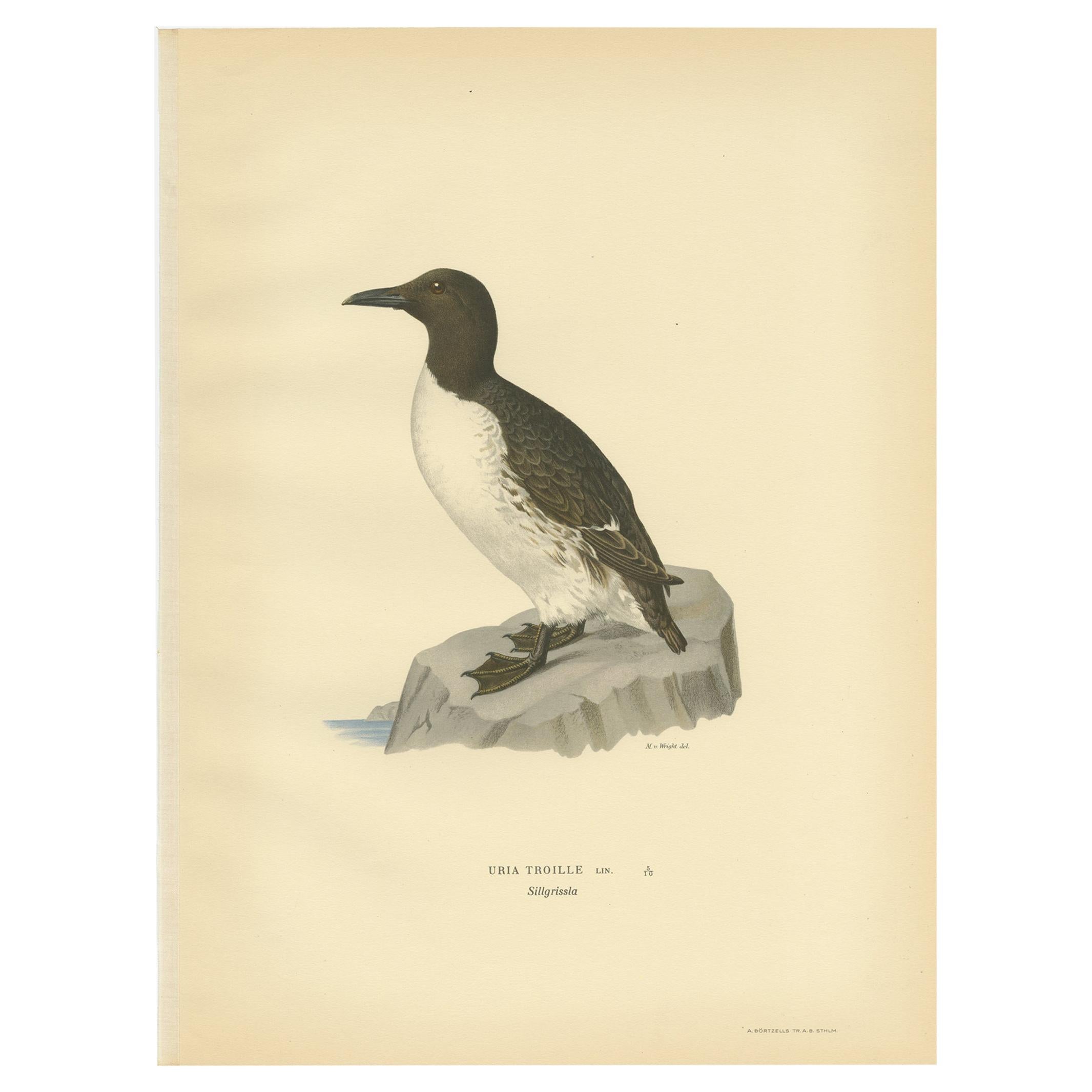 Antique Bird Print of the Common Troille by Von Wright, 1929