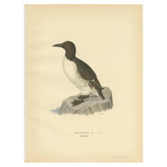 Impression ancienne d'oiseau de la Troille commune par Von Wright, 1929
