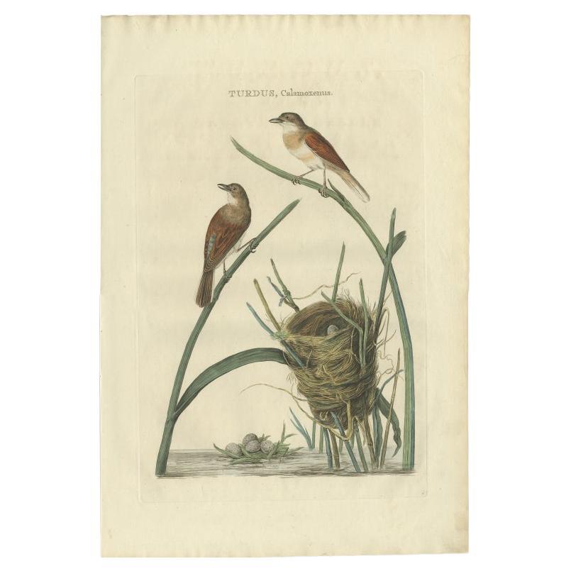 Impression originale et colorée à la main d'un oiseau blanc cassé du Common Whitethroat, 1789