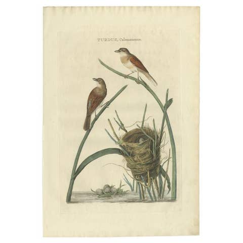 Original Hand-Colored Antique Bird Print of the Common Whitethroat, 1789