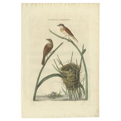 Impression originale et colorée à la main d'un oiseau blanc cassé du Common Whitethroat, 1789