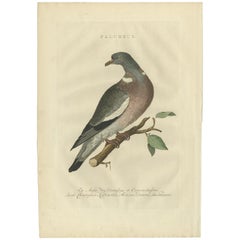 Antiker Vogeldruck des Common Wood Pigeon von Sepp & Nozeman, 1770