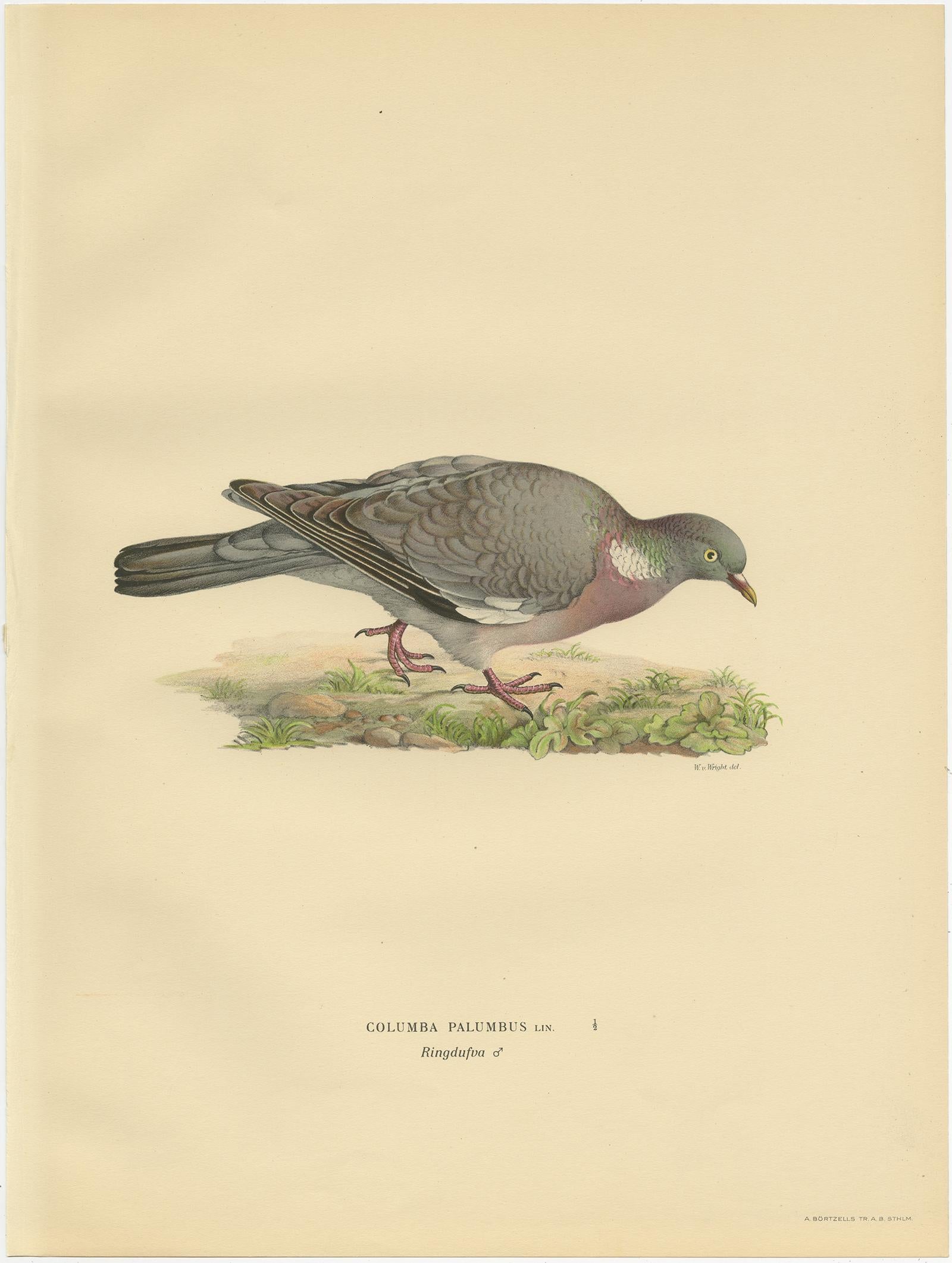 Antique bird print titled 'Columba Palumbus'. Old bird print depicting the common wood pigeon. This print originates from 'Svenska Foglar Efter Naturen Och Pa Stenritade' by Magnus von Wright.