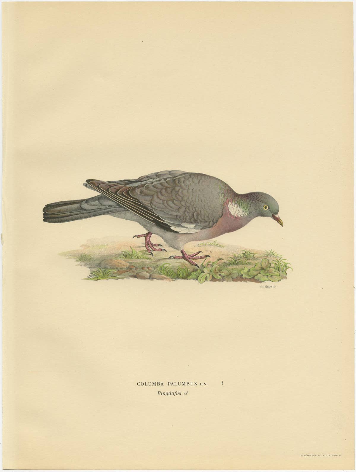 Antique Bird Print of the Common Wood Pigeon by Von Wright, 1929
