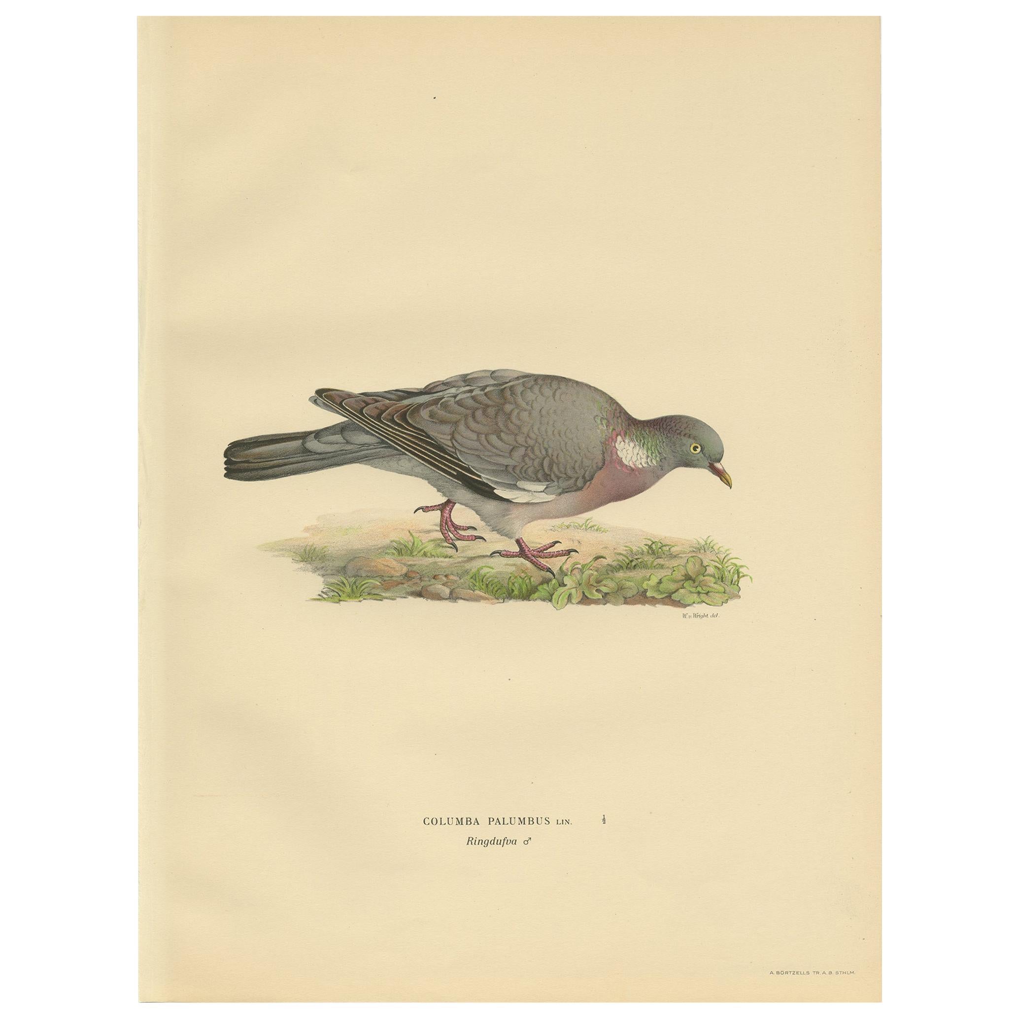 Antique Bird Print of the Common Wood Pigeon by Von Wright, 1929 For Sale