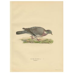 Antiker Vogeldruck des Common Wood Pigeon von Von Wright, 1929