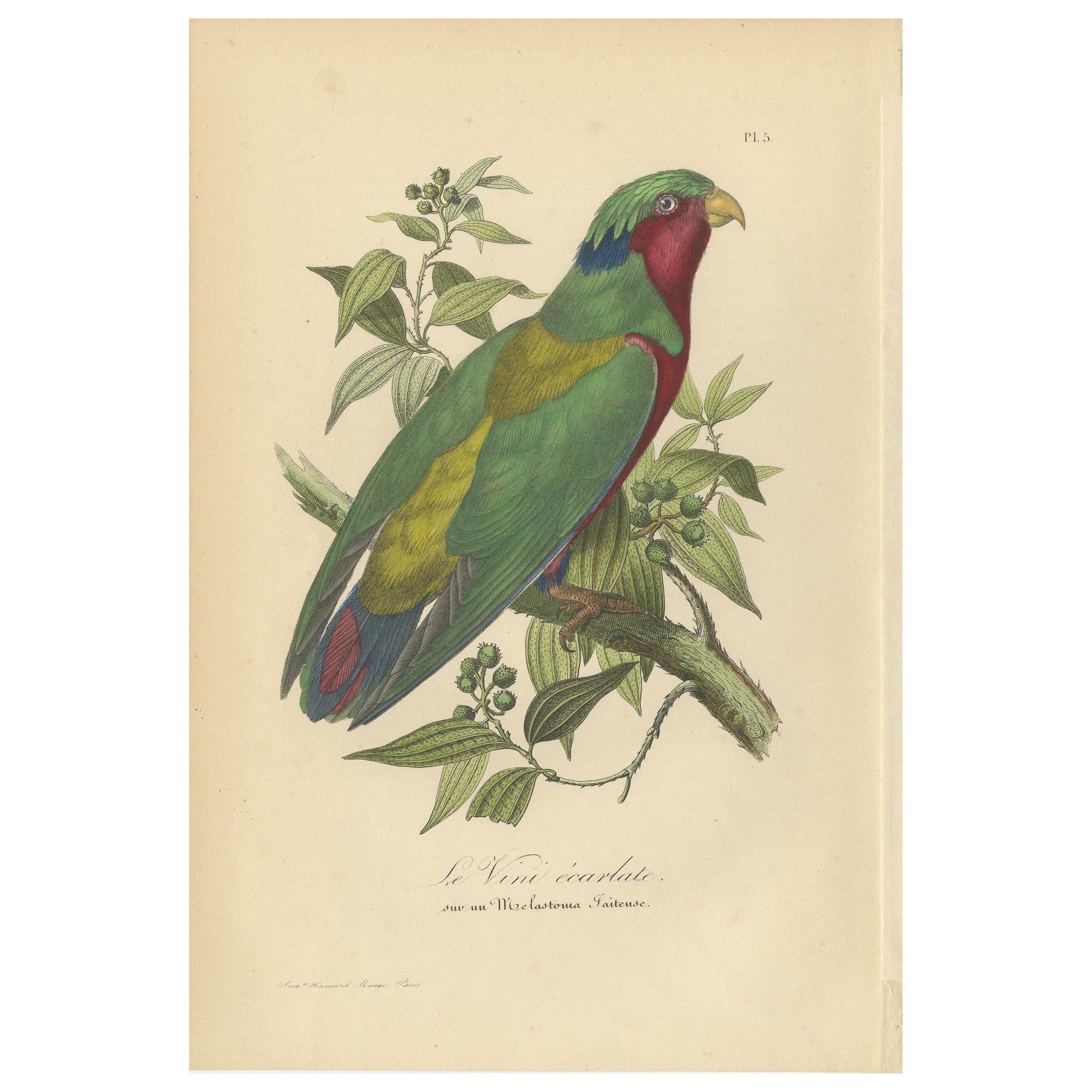 Impression oiseau ancienne de la Lorikeet conquérée, 1853