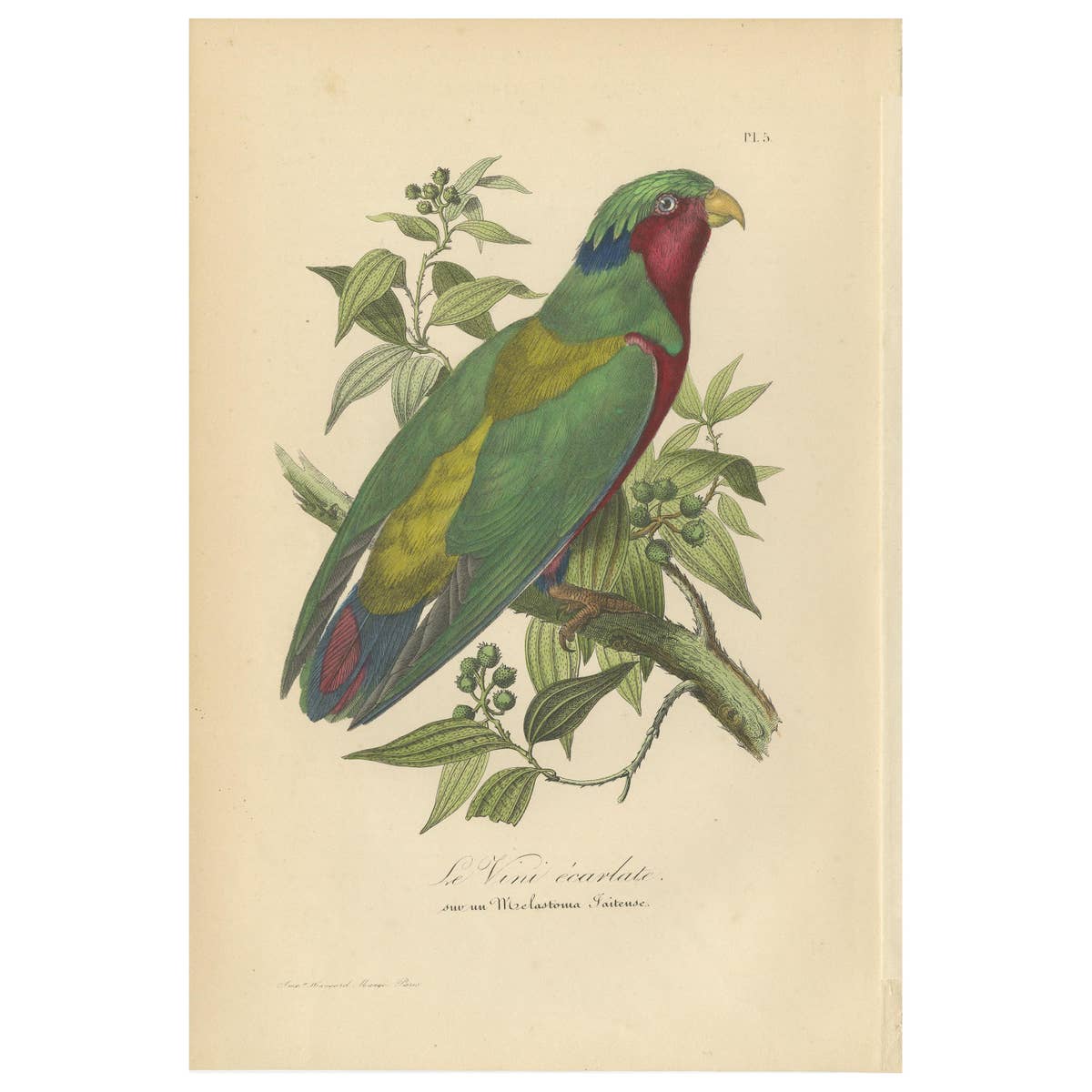 Antique Bird Print of the Conquered Lorikeet, '1853'