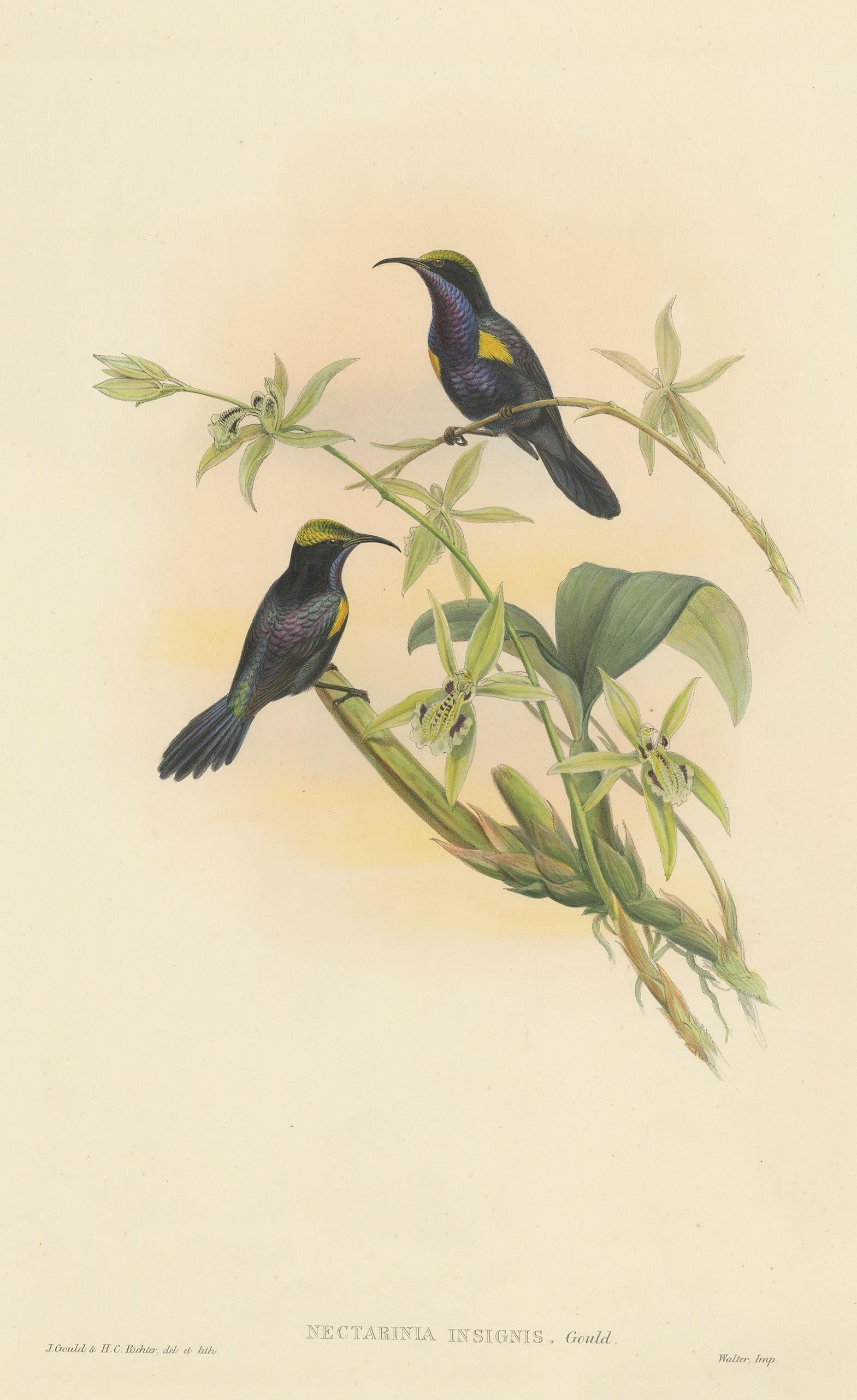 Antique bird print titled 'Nectarinia Insignis'. Original lithograph of the copper-throated sunbird. This print originates from 'Birds of Asia' by John Gould. Published 1850-1853.