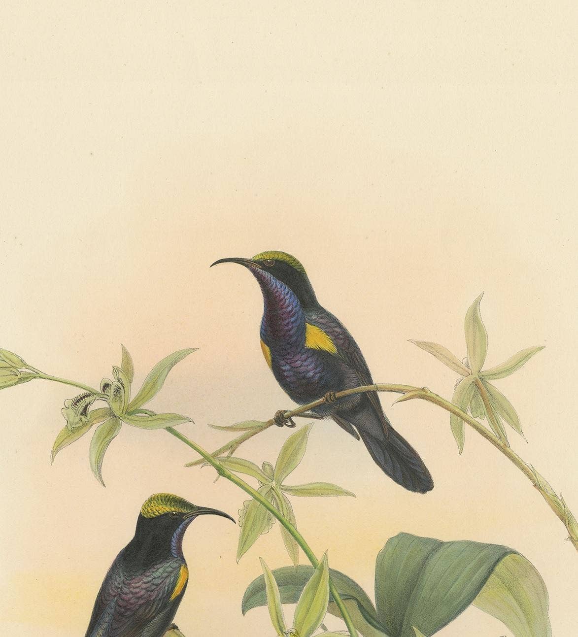 Antique Bird Print of the Copper-Throated Sunbird by Gould 'circa 1850'